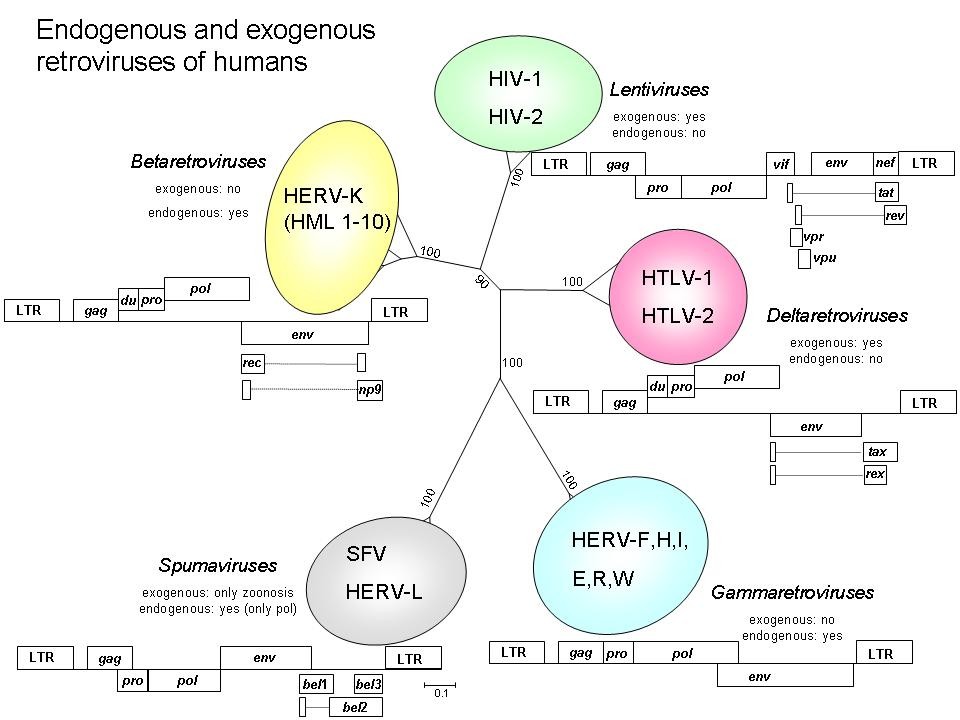 Endogenous retroviruses.jpg