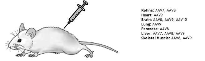AAV_Vivo.jpg